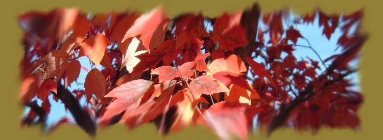 picture of leaves on one our Maple trees turning colors