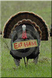picture of Turkey with Eat Ham sign around his neck